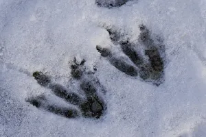 Footprints of a Gentoo Penguin -Pygoscelis papua- in the snow, Whalers Bay Footprints of a Gentoo Penguin -Pygoscelis papua- in the snow, Whalers Bay