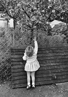 Forbidden Fruit; A young girl endeavours to pick an apple from the tree Forbidden Fruit; A young girl endeavours to pick an apple from the tree