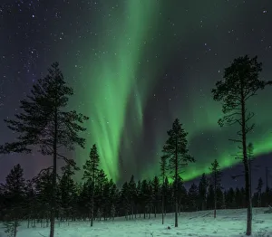 <b class=qtipBold><figcaption>Forest Aurora</figcaption></b><br>The Aurora Borealis is appearing in the sky above a forest in Winter.<br><em>© David N Moorhouse</em> Forest Aurora