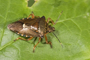 Forest bug -Pentoma rufipes-, Untergroeningen, Baden-Wuerttemberg, Germany, Europe Forest bug -Pentoma rufipes-, Untergroeningen, Baden-Wuerttemberg, Germany, Europe