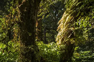 Forest, Doi Inthanon National Park, Chiang Mai Province, Northern Thailand, Thailand, Asia Forest, Doi Inthanon National Park, Chiang Mai Province, Northern Thailand, Thailand, Asia