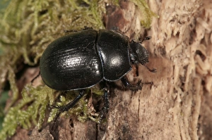 Forest Dung Beetle -Anoplotrupes stercorosus- Untergroeningen, Baden-Wuerttemberg Forest Dung Beetle -Anoplotrupes stercorosus- Untergroeningen, Baden-Wuerttemberg