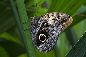 Forest Giant Owl butterfly -Caligo eurilochus-, Mainau, Baden-Wurttemberg, Germany Forest Giant Owl butterfly -Caligo eurilochus-, Mainau, Baden-Wurttemberg, Germany