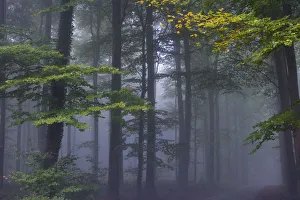 Forest of Halle in fall with fog, Belgium Forest of Halle in fall with fog, Belgium