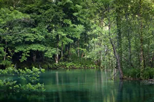 Forest lake, Plitvice Lakes National Park, UNESCO World Heritage Site, Croatia, Europe Forest lake, Plitvice Lakes National Park, UNESCO World Heritage Site, Croatia, Europe