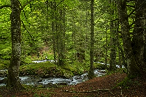 The forest in the Lesponne Valley, national park of Pyrenees, Hautes Pyrenees, France The forest in the Lesponne Valley, national park of Pyrenees, Hautes Pyrenees, France