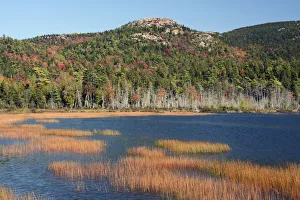 Forest and marsh in autumn, West Tremont, Mount Desert Island, Maine, New England, USA Forest and marsh in autumn, West Tremont, Mount Desert Island, Maine, New England, USA