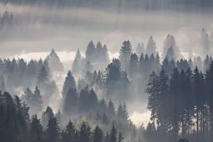 Forest with morning fog, Black Forest, Breisgau in the Black Forest, Baden-Wuerttemberg Forest with morning fog, Black Forest, Breisgau in the Black Forest, Baden-Wuerttemberg