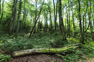 Forest Around National Park Plitvice, Croatia Forest Around National Park Plitvice, Croatia