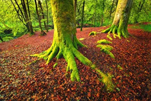 Forest Scene with Moss Covered Trees and Red Fallen Leaves at the Dens of Moness Forest Scene with Moss Covered Trees and Red Fallen Leaves at the Dens of Moness