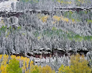 Forest in snow, San Juan Range Mountains, Uncompahgre National Forest, Colorado, USA Forest in snow, San Juan Range Mountains, Uncompahgre National Forest, Colorado, USA