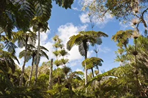 Forest with Tree Ferns -Cyatheales- and bamboo, Plaine des Chicots, Reunion National Park Forest with Tree Ferns -Cyatheales- and bamboo, Plaine des Chicots, Reunion National Park