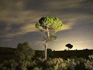 Forest without trees by fire overnight star Forest without trees by fire overnight star