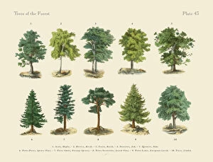 Botanical Prints: Forest Trees and Species, Victorian Botanical Illustration