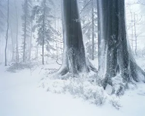 Forest in winter with frost, fog and snow, Battertfelsen, Baden-Baden, Black Forest, Baden-Wuerttemberg, Germany Forest in winter with frost, fog and snow, Battertfelsen, Baden-Baden, Black Forest, Baden-Wuerttemberg, Germany
