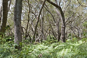 Foret de Belouve, a tropical deciduous forest with Highland Tamarind -Acacia Foret de Belouve, a tropical deciduous forest with Highland Tamarind -Acacia