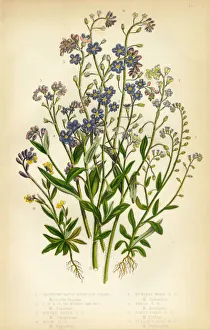 Forget Me Not, Scorpion Grass, Myosotis, Victorian Botanical Illustration Forget Me Not, Scorpion Grass, Myosotis, Victorian Botanical Illustration