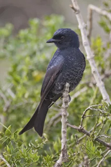 Fork-tailed drongo -Dicrurus adsimilis- at Addo Elephant Park, South Africa Fork-tailed drongo -Dicrurus adsimilis- at Addo Elephant Park, South Africa