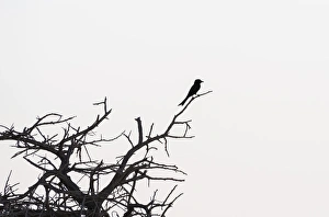 Fork-tailed Drongo -Dicrurus adsimilis- perched on a dry branch, Etosha National Park Fork-tailed Drongo -Dicrurus adsimilis- perched on a dry branch, Etosha National Park