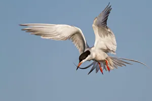 <b class=qtipBold><figcaption>Forster's Tern on flight</figcaption></b><br>Forster's Tern on flight.<br><em>© Phoo Chan</em> Forster's Tern on flight