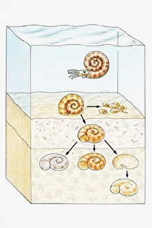 Fossilization at sea with shell moving through earth layers underwater Fossilization at sea with shell moving through earth layers underwater