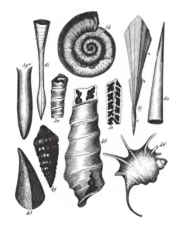 Fossils of the Jura, Section of the Wirksworth Cave and Fossils Engraving Antique Fossils of the Jura, Section of the Wirksworth Cave and Fossils Engraving Antique