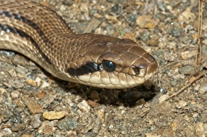 Four-lined Snake -Elaphe quatorlineata-, Lake Kerkini area, Central Macedonia, Greece Four-lined Snake -Elaphe quatorlineata-, Lake Kerkini area, Central Macedonia, Greece