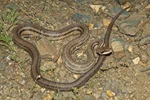 Four-lined Snake -Elaphe quatorlineata- basking in the sun, Kerkini-Seegebiet, Central Macedonia, Greece Four-lined Snake -Elaphe quatorlineata- basking in the sun, Kerkini-Seegebiet, Central Macedonia, Greece
