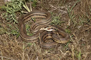 Four-lined Snake -Elaphe quatorlineata- in a defensive position, Lake Kerkini area Four-lined Snake -Elaphe quatorlineata- in a defensive position, Lake Kerkini area