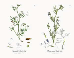 Four-seeded Slender Tare, Vicia tetrasperma, Victorian Botanical Illustration, 1863 Four-seeded Slender Tare, Vicia tetrasperma, Victorian Botanical Illustration, 1863