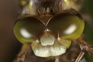 Four-spotted Chaser or Four-spotted Skimmer (Libellula quadrimaculata) drying, macro Four-spotted Chaser or Four-spotted Skimmer (Libellula quadrimaculata) drying, macro