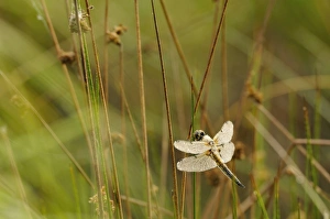 Four-spotted Chaser -Libellula quadrimaculata- covered with dew, North Rhine-Westphalia Four-spotted Chaser -Libellula quadrimaculata- covered with dew, North Rhine-Westphalia