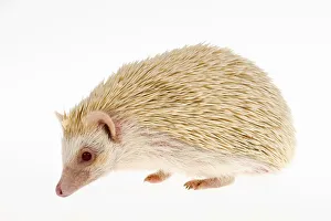 Four-toed Hedgehog or African Pygmy Hedgehog -Atelerix albiventris-, albino Four-toed Hedgehog or African Pygmy Hedgehog -Atelerix albiventris-, albino