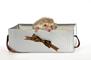 Two Four-toed Hedgehogs or African Pygmy Hedgehogs -Atelerix albiventris-, looking out of a gift box Two Four-toed Hedgehogs or African Pygmy Hedgehogs -Atelerix albiventris-, looking out of a gift box