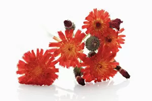 Blooms Gallery: Fox-and-cubs or Orange Hawkweed (Hieracium aurantiacum)