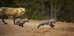 <b class=qtipBold><figcaption>Fox Chase</figcaption></b><br>Two fox kits chase each other around their den while their mother watches. Taken in Grand Teton National Park, Wyoming.<br><em>© 2015 Chase Dekker Wild-Life Images</em> Fox Chase