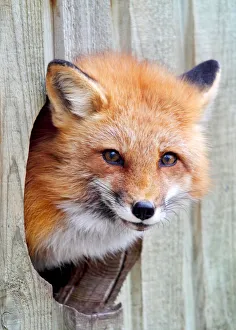<b class=qtipBold><figcaption>Fox Hole</figcaption></b><br><em>© Jim Cumming</em> Fox Hole