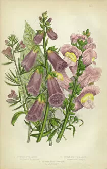 Blossoming Gallery: Foxglove, Digitalis, Snap Dragon, Antirrhinum, Victorian Botanical Illustration