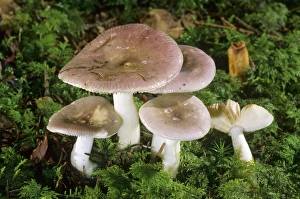 Fragile Brittlegill (Russula fragilis) mushroom Fragile Brittlegill (Russula fragilis) mushroom