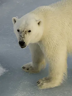 <b class=qtipBold><figcaption>Freckles</figcaption></b><br>Close up view of a male polar bear.This image was taken on the pack ice in the Arctic Ocean north of Svalbard.<br><em>© Wildestanimal 2015</em> Freckles