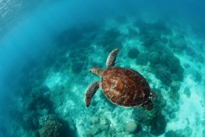 <b class=qtipBold><figcaption>Freedom</figcaption></b><br>Sea turtle swim over coral reef. Philippines.<br><em>© Andrey Narchuk</em> Freedom