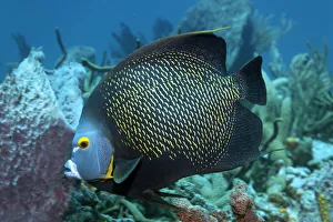 Two French Angelfishes -Pomacanthus paru- above coral reef, Little Tobago Two French Angelfishes -Pomacanthus paru- above coral reef, Little Tobago