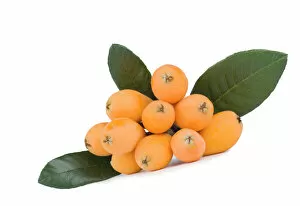 Orange Gallery: Fresh loquat (Eriobotrya) fruits and green leaves