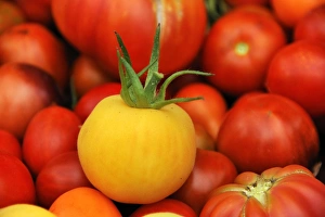 Fresh yellow Tomato -Solanum lycopersicum- in front of red tomatoes, Lower Saxony, Germany Fresh yellow Tomato -Solanum lycopersicum- in front of red tomatoes, Lower Saxony, Germany