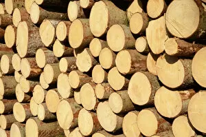 Images Dated 3rd March 2012: Freshly cut spruce logs, piled wood awaiting removal near Raubling, Bavaria, Germany, Europe