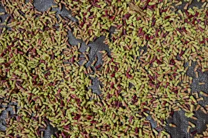 Freshly-harvested cloves -Syzygium aromaticum- laid out to dry, Munduk, Bali, Indonesia Freshly-harvested cloves -Syzygium aromaticum- laid out to dry, Munduk, Bali, Indonesia