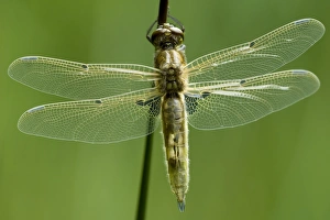 Freshly hatched Four-spotted Chaser (Libellula quadrimaculata) Freshly hatched Four-spotted Chaser (Libellula quadrimaculata)
