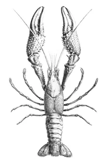 Freshwater lobster engraving 1870