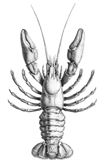 Freswater Lobster engraving 1870