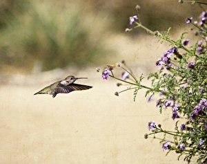 <b class=qtipBold><figcaption>Two Friends-Anna's Hummingbird</figcaption></b><br>An Anna's Hummingbird in flight headed towards the purple flowers upon which a little Woodland Skipper awaits.<br><em>© 2009-2010 Susan Gary</em> Two Friends-Anna's Hummingbird